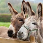 Family of donkeys outdoors in spring. Donkeys are loyal and loving creatures. Some people call them the dogs of the livestock world!