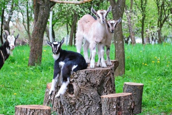 Goats were one of the first animals to be tamed by humans and were being herded 9,000 years ago.