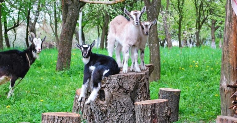 Happiest Animals_ Goat