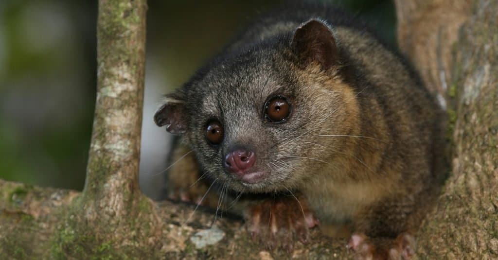 Happiest Animals: Kinkajou