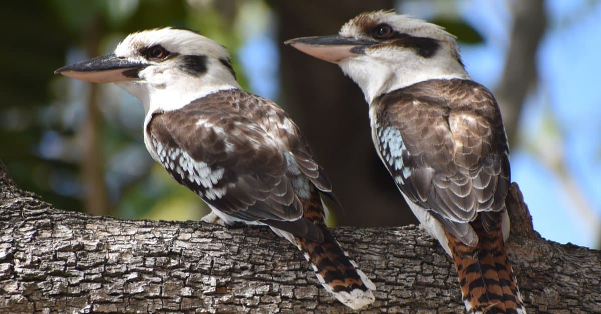 Happiest Animals: Laughing Kookaburra