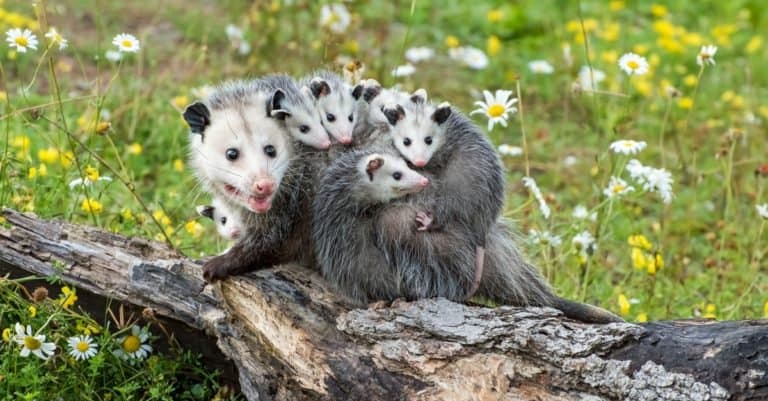 A mother opossum carries her five babies on her back a she startles a fallen log in a field of Shasta daisies. The mother and her offspring are grey with white faces and pink snouts.