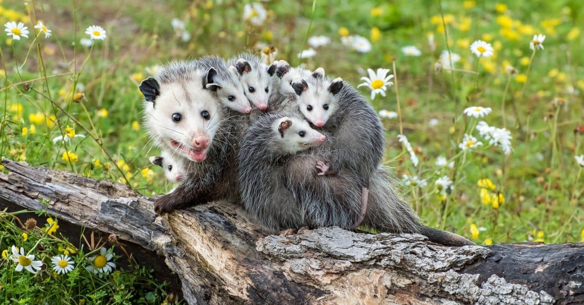 A m other opossum carries her five babies on her back a she startles a fallen log in a field of Shasta daisies. The mother and her offspring are grey with white faces and pink snouts.