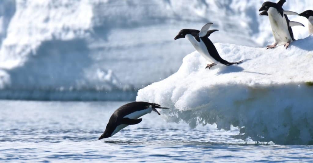 Happiest Animals: Penguin