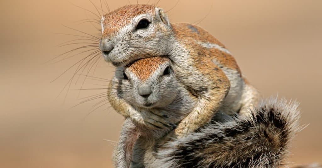 Happiest Animals_ Squirrel