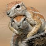 Two ground squirrels (Xerus inaurus) playing, Kalahari desert, South Africa. Squirrels can jump a distance of up to 20 feet. They have long, muscular hind legs and short front legs that work together to aid in leaping.