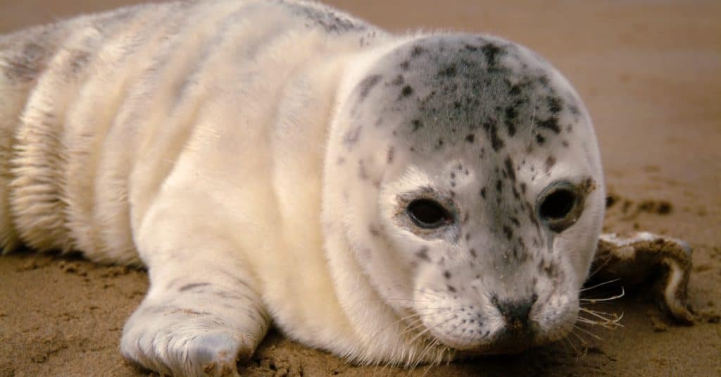 Harbor Seal Pup on an Oregon Beach. Harbor Seal pups spend much of their time out of the water on beaches warming up or resting while their moms are away feeding, sometimes for up to 48 hours.