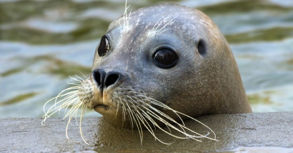 Young harbor seal (Phoca vitulina), close-up