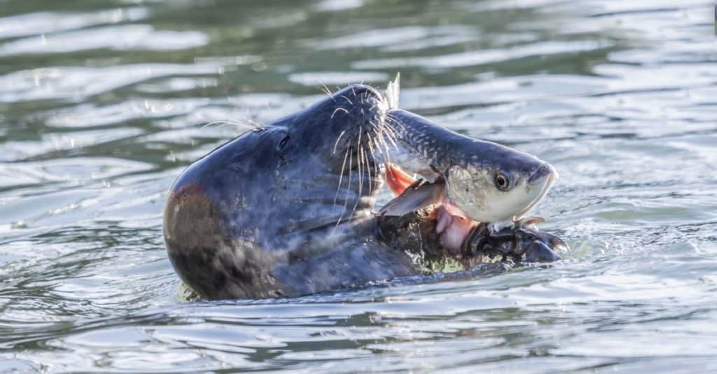 Phoque commun mangeant un poisson