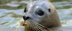 Harbor Seal photo