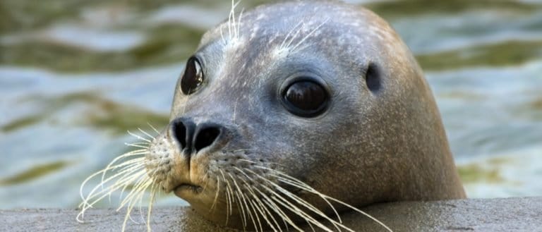 Young harbour seal (Phoca vitulina)