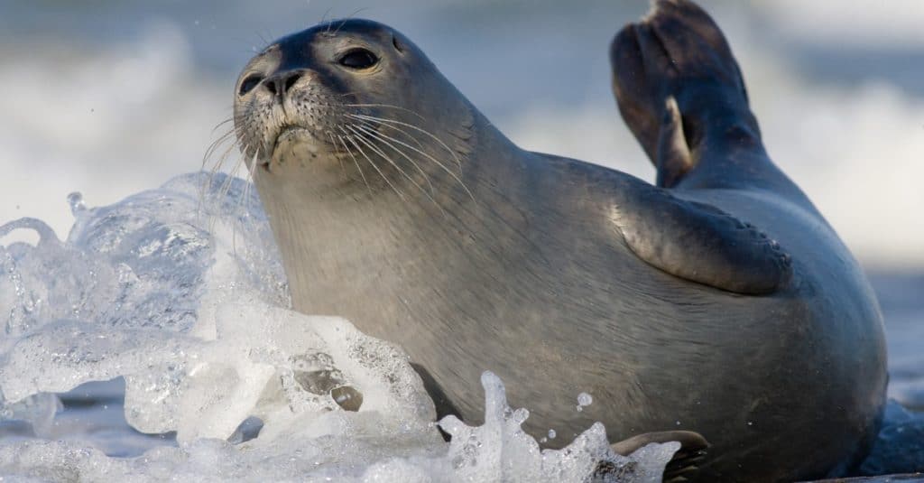 Harbor Seal on a rock, in shallow water.