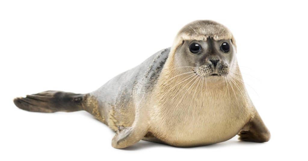 Harbor Seal lying, looking at the camera, Phoca vitulina, 8 months old, isolated on white