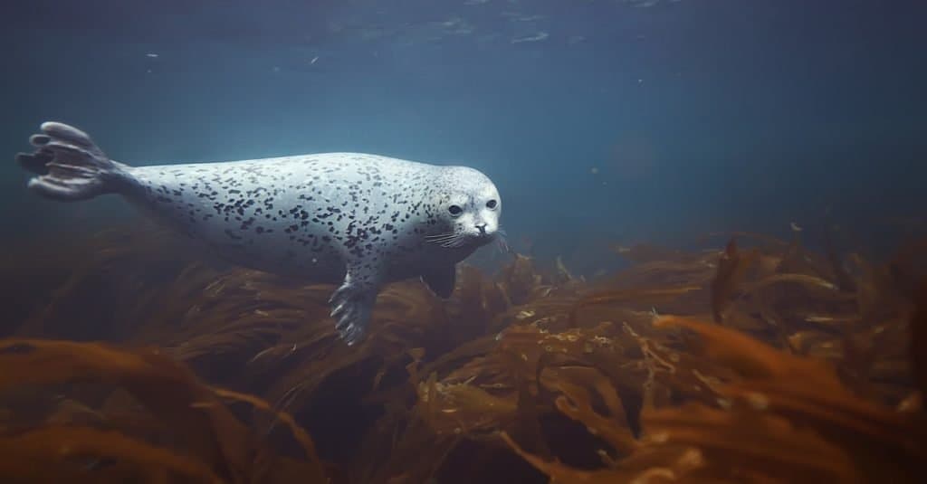 Harbor Seal Underwater