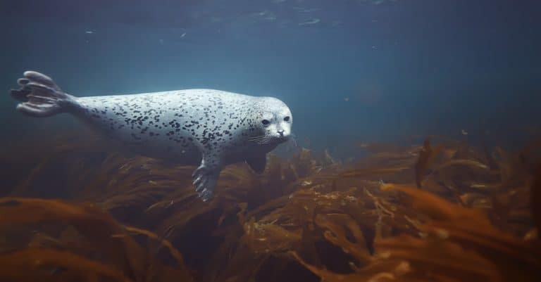 Harbor Seal diving among the kelp.