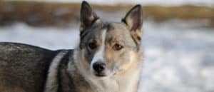 Close-up of Horgi standing on a deck
