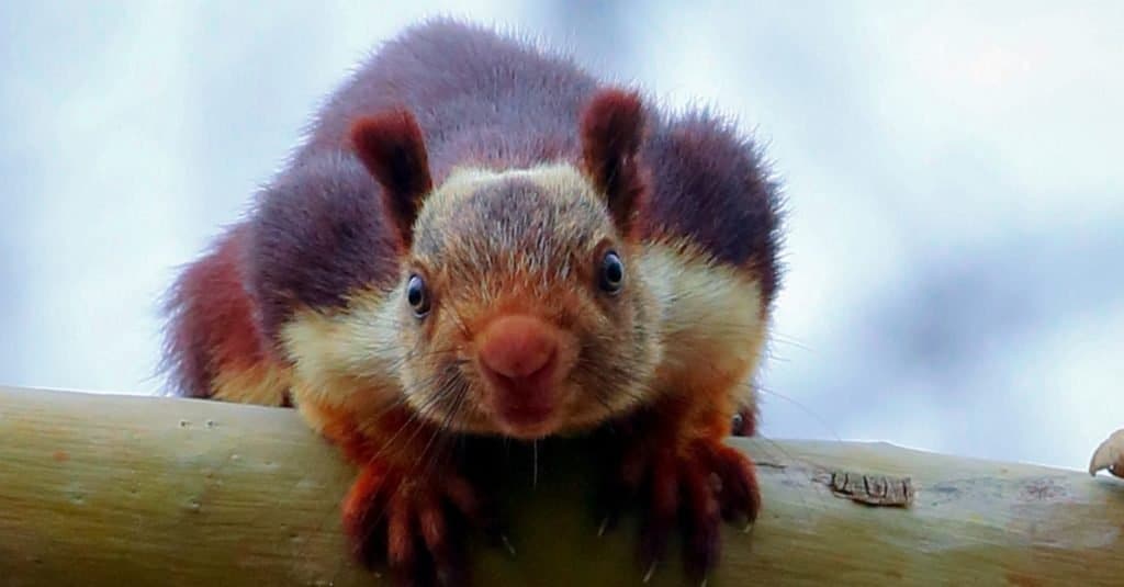 Indian giant squirrel, these are the largest among the squirrels, commonly sighted in South India