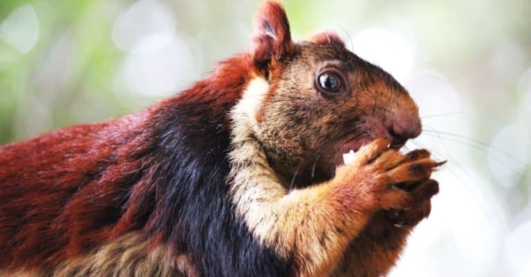 Indian Giant Squirrel with brown & black fur eating coconut.