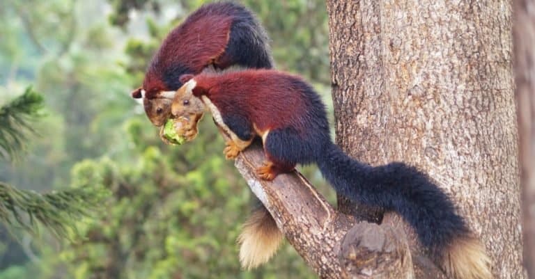 The Indian giant squirrel, or Malabar giant squirrel, (Ratufa indica) is a large tree squirrel species in the genus Ratufa native to forests and woodlands in India.