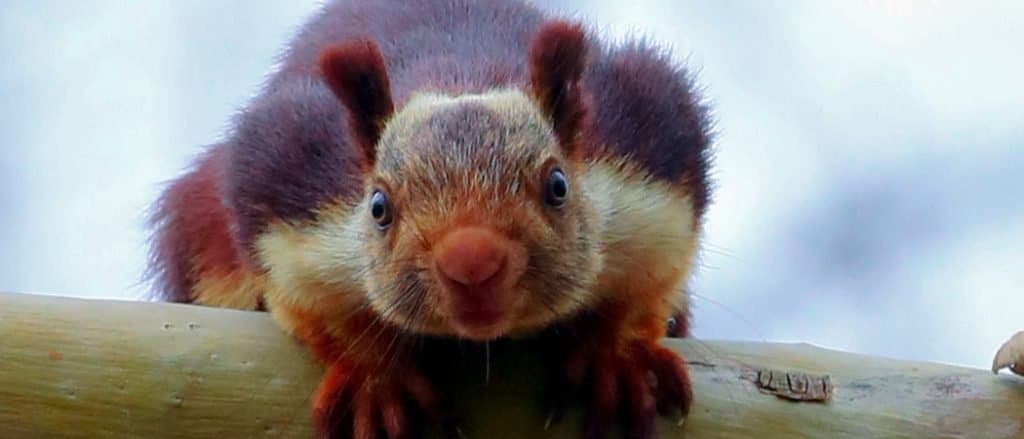 Indian giant squirrel, these are the largest among the squirrels, commonly sighted in South India.