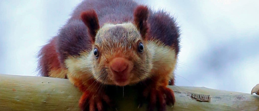 Indian Giant Squirrel Animal Facts | Ratufa indica - AZ Animals