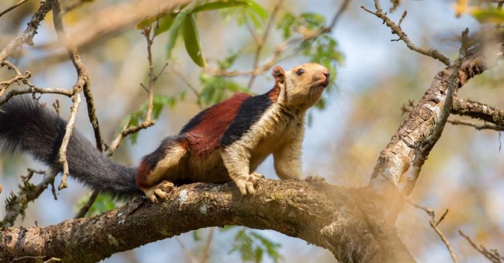 Indian Giant Squirrel or Ratufa indica in a forest in Thattekkad, Kerala, India. The squirrel is standing, alert, on a tree branch, facing right, with its tail splayed behind it. The squirrel has a grey face and fore limbs, and a red back. the tail is dark grey to black. There are tree leaves behind the squirrel. 