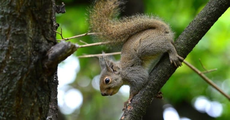 Japanese squirrel jumping between branches in the garden.