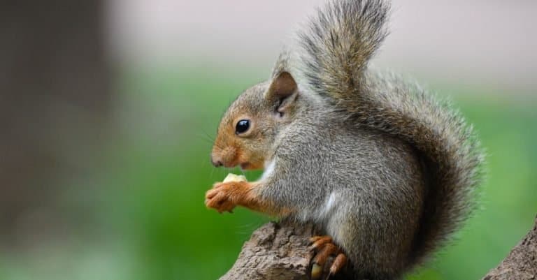 Japanese Squirrel eating a nut