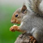 Japanese Squirrel