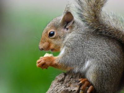 Japanese Squirrel Picture