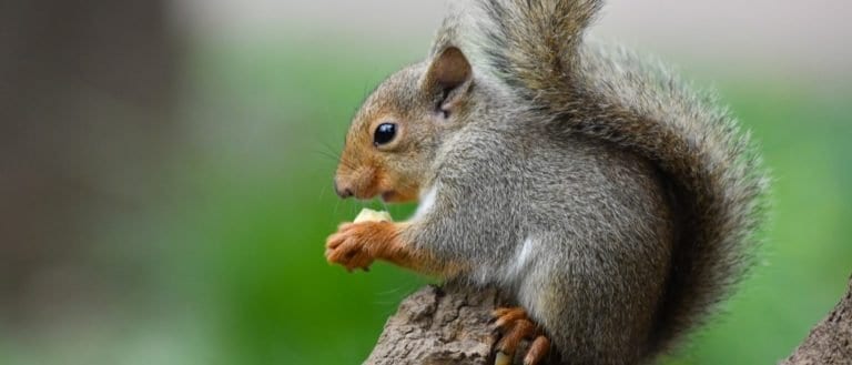 Japanese squirrel eating
