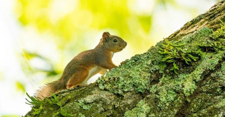 Japanese squirrel climbing in a moss-covered tree.