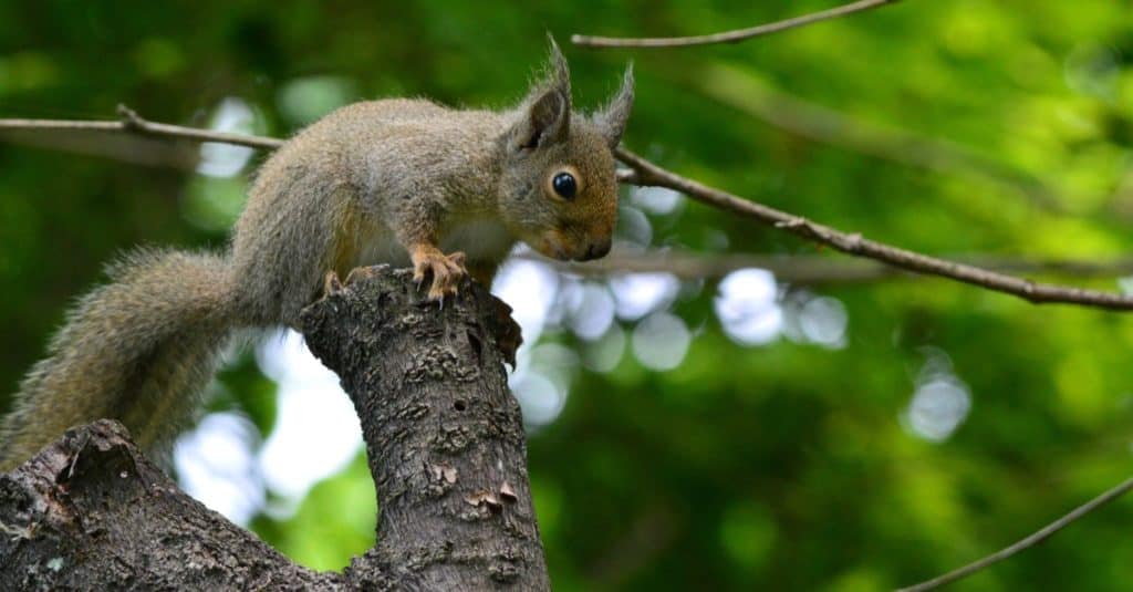 Japanese squirrel sitting in a tree among the green leaves.