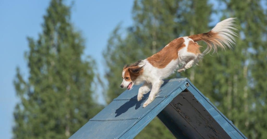 A fluffy adorable brown Kooikerhondje dog training and running down the wooden ramp.