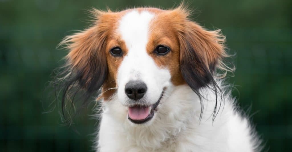 Stunning nice fluffy sable white Nederlandse Kooikerhondje, on a sunny day.