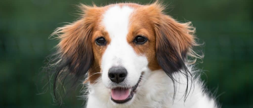 Stunning nice fluffy sable and white Nederlandse Kooikerhondje