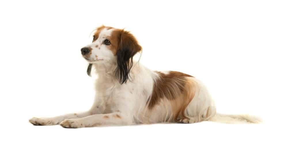 Kooikerhondje isolated on white background.