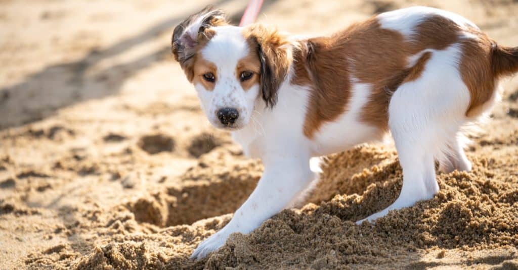 Cute petite Kooikerhondje with red leash walking on the beach.