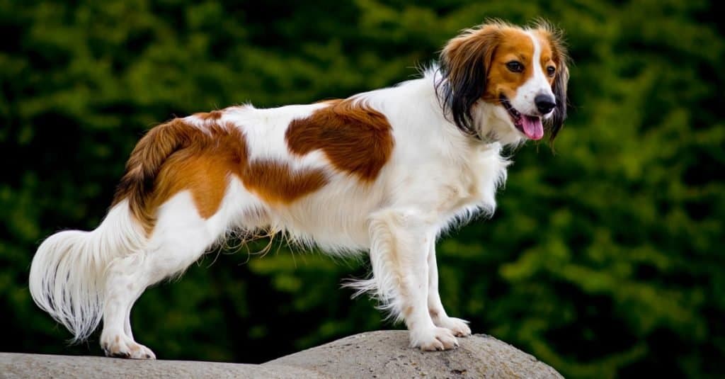 A small spaniel-type breed of dog, Kooikerhondje, standing on a rock.