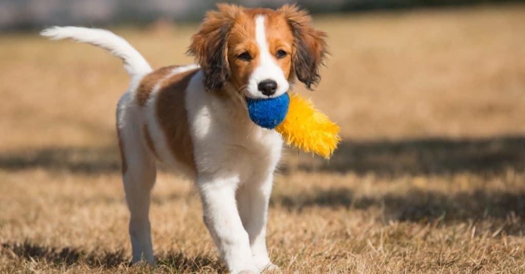 Nederlandse Kooikerhondje Puppy playing in the park.