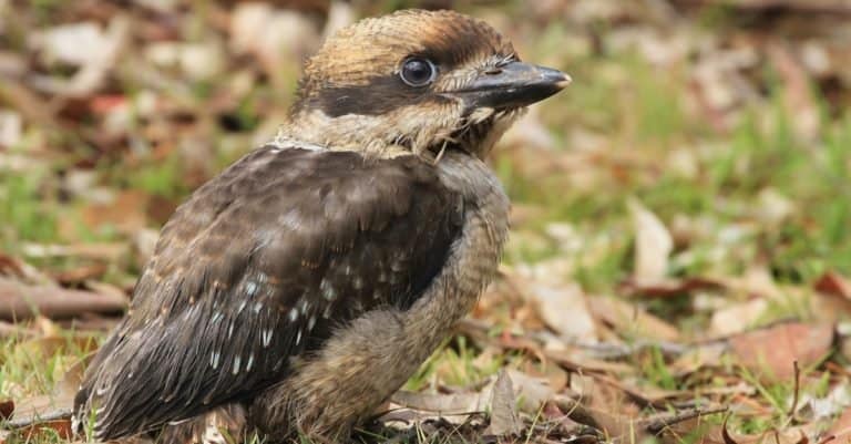 Side view of a baby kookaburra just out of its nest.