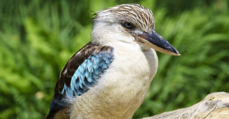 Blue-winged kookaburra close-up.