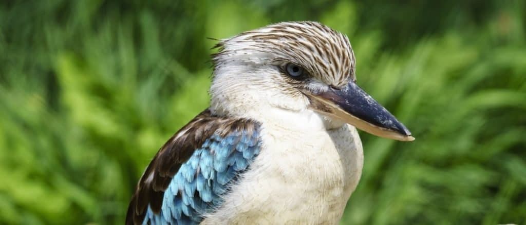 Blue-winged kookaburra on a branch
