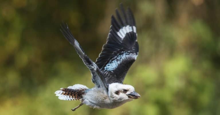 Blue-winged kookaburra close-up.