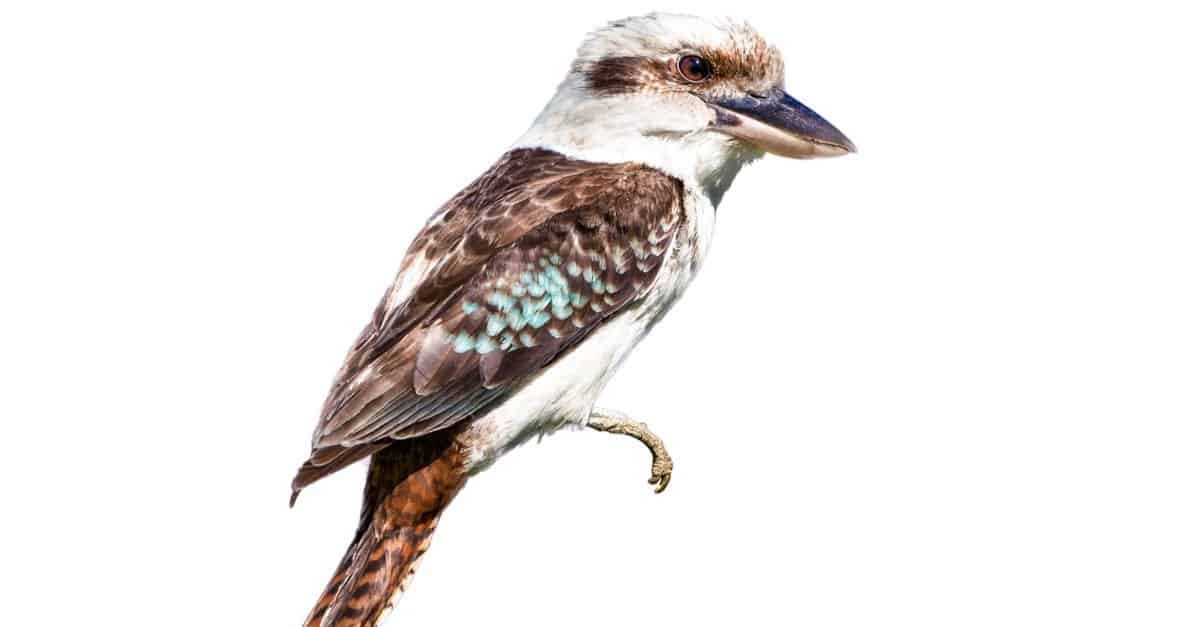 Native Australian wild laughing kookaburra, perched, isolated on white.