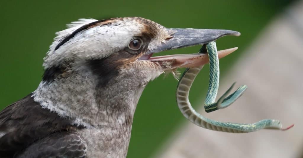 Kookaburra Bird Facts - AZ Animals