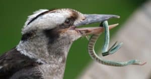 Hear a Kookaburra Sound or Laugh: What It Sounds Like and Why They Do It Picture