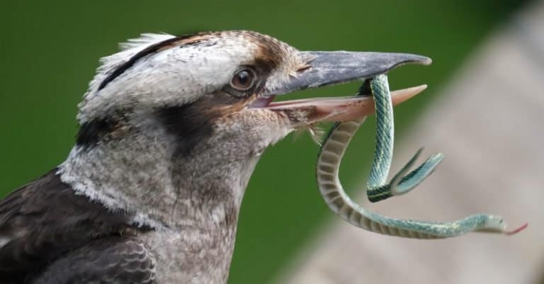 Kookaburras are terrestrial tree kingfishers of the genus Dacelo native to Australia and New Guinea.