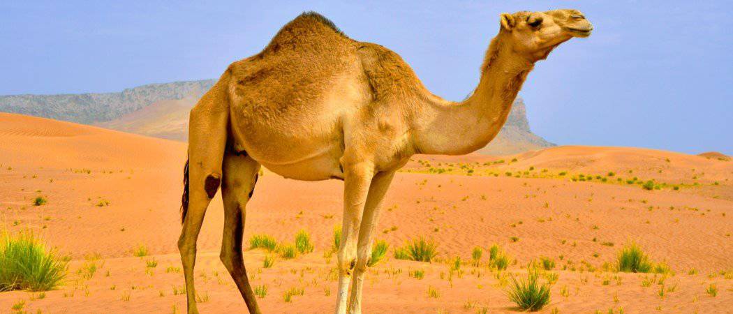 Wildlife in Kuwait - Types of Kuwaiti Animals - AZ Animals