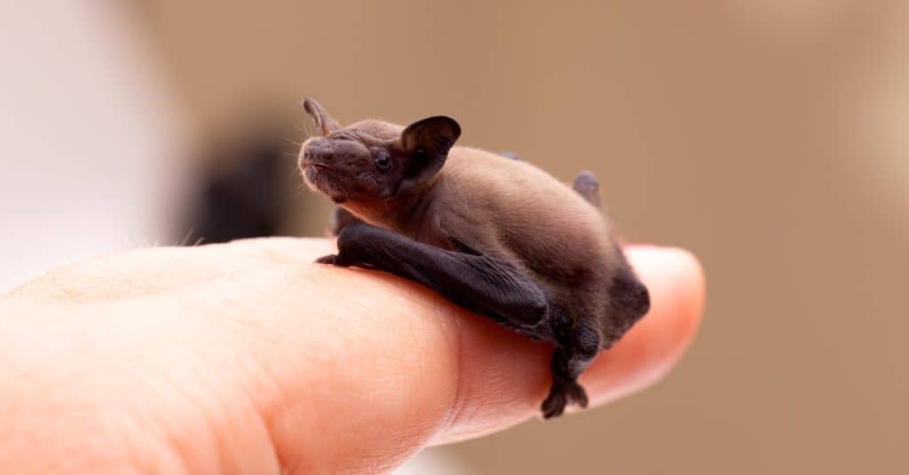 myotis lucifugus size